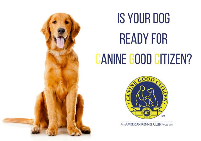 american kennel club canine good citizen