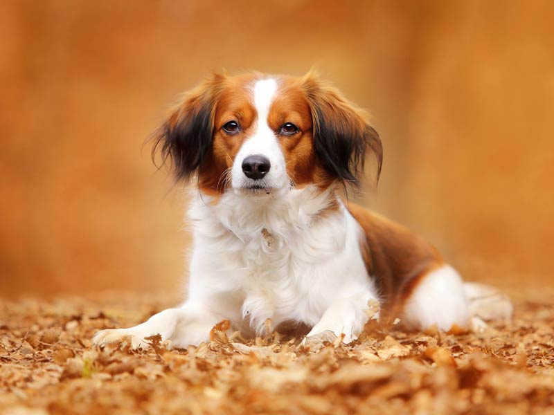 Nederlandse Kooikerhondje It’s TongueTwisting to Pronounce But Will Make a Big Statement
