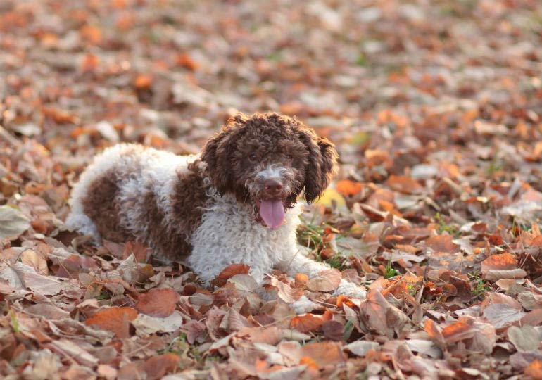 5 Things You Didn T Know About The Lagotto Romagnolo American Kennel Club