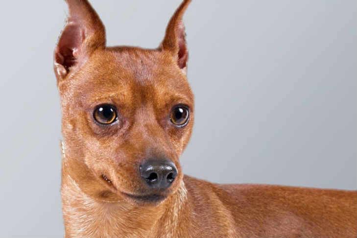 Miniature Pinscher Dog Breed Picture