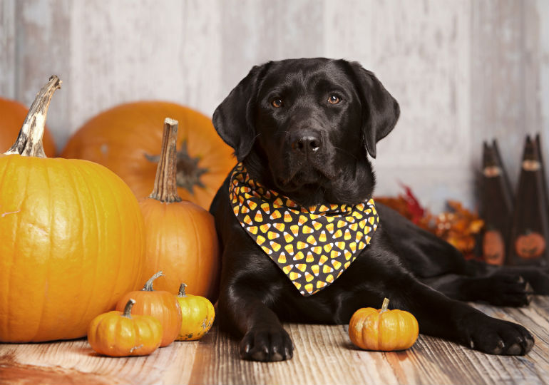 Dog in hotsell a pumpkin