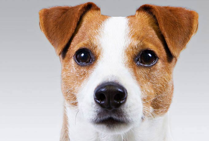 akc jack russell terrier