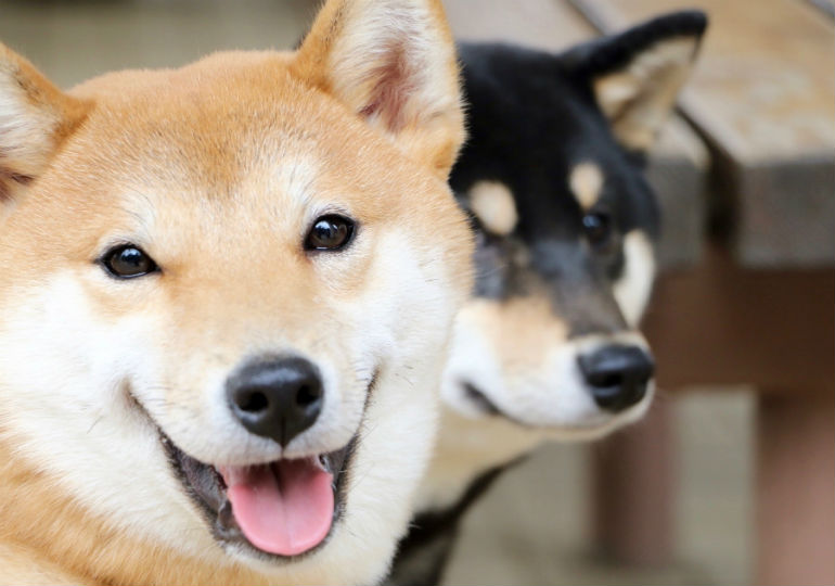 what does shiba inu mean