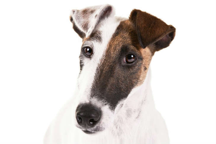 Smooth Fox Terrier Dog Breed Information American Kennel