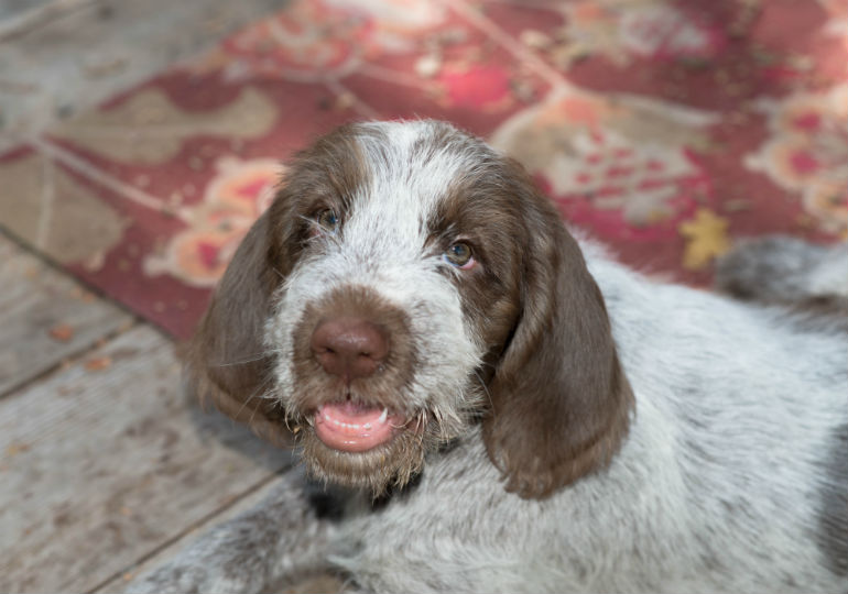 spinone poodle mix