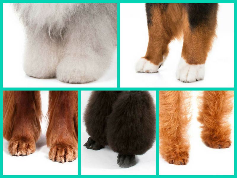 do dogs have paws or feet