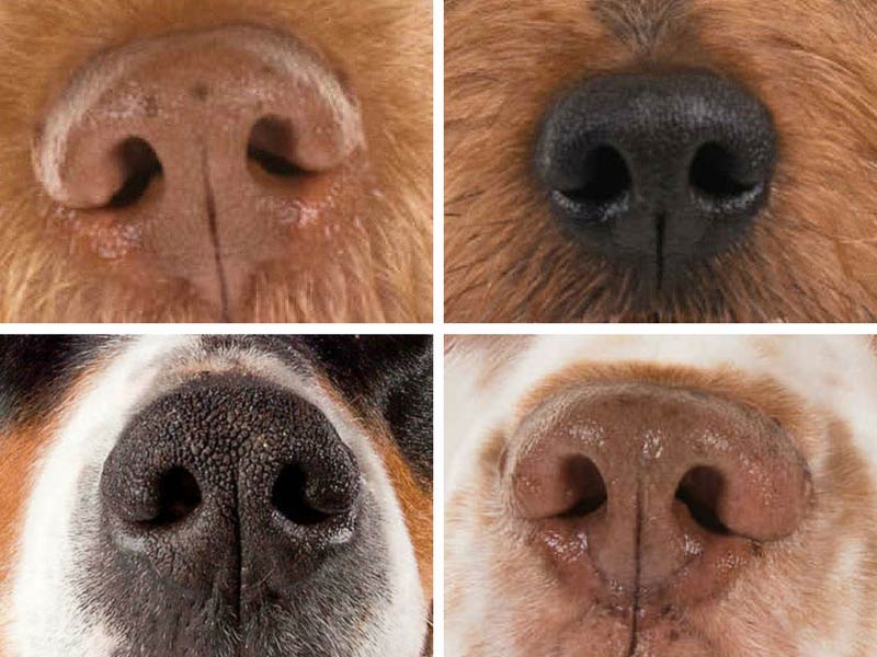 do dogs have brown noses