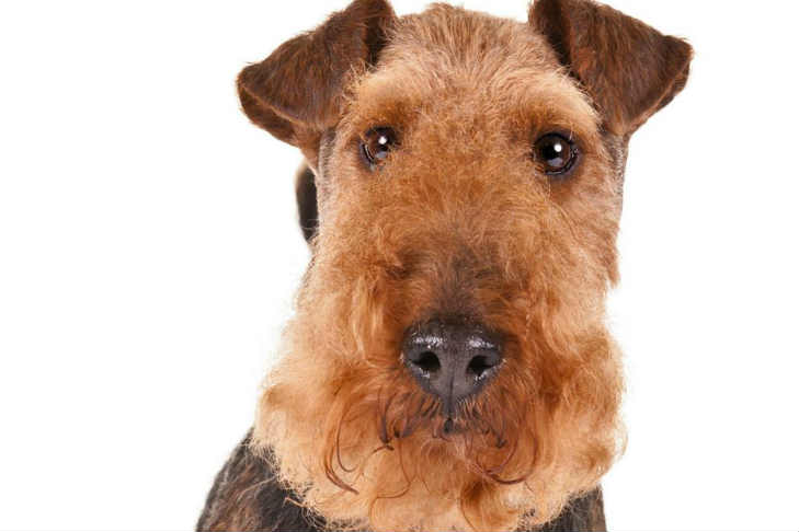 Welsh Terrier Dog Breed Information - American Kennel Club