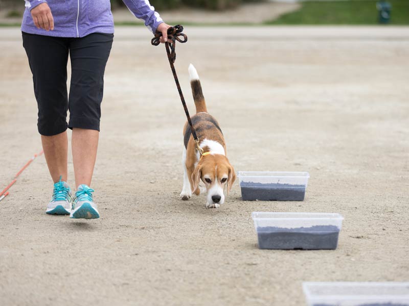 What You Need to Know About AKC Scent Work American Kennel Club