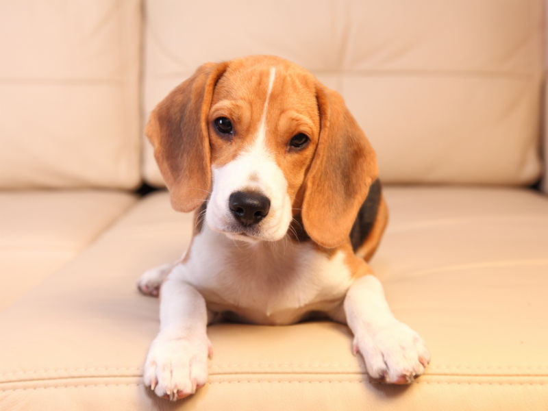 PuppyProofing Tips For Your Home And Yard American Kennel Club