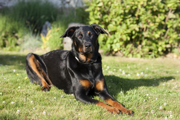 beauceron 