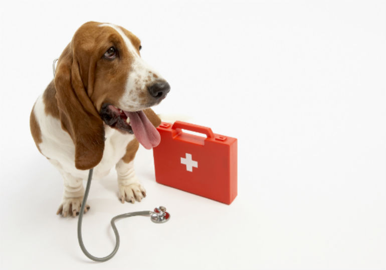 how much childrens benadryl for a dog in ml