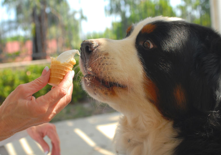 Can Dogs Eat Ice Cream? – American 