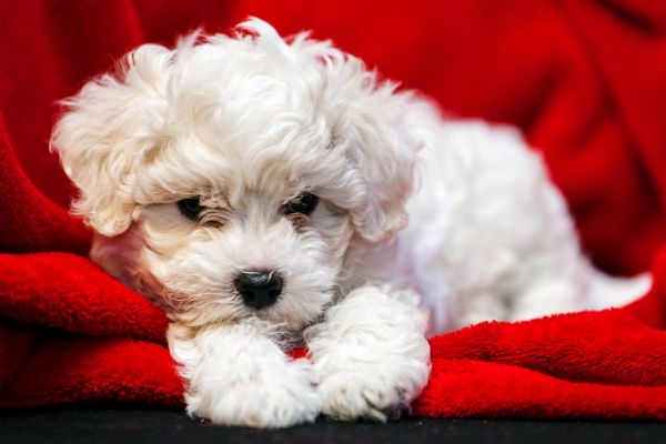 bichon frise