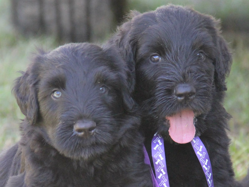 are russian black terriers good dogs