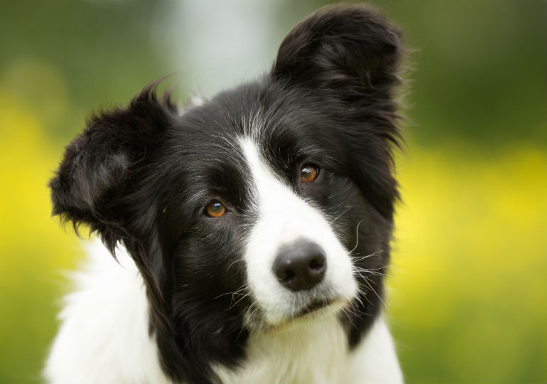 Border Collie Dog Breed Information