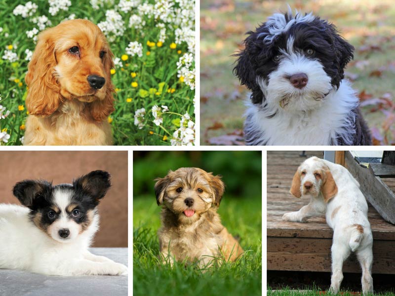 pictures of every dog breed