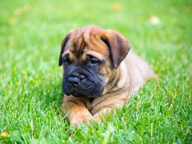 Best food for store bullmastiff