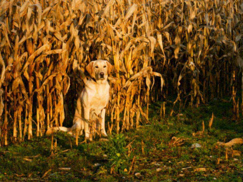can dogs eat yellow squash can dogs eat corn american kennel club can dogs eat yellow squash can dogs eat corn american kennel club