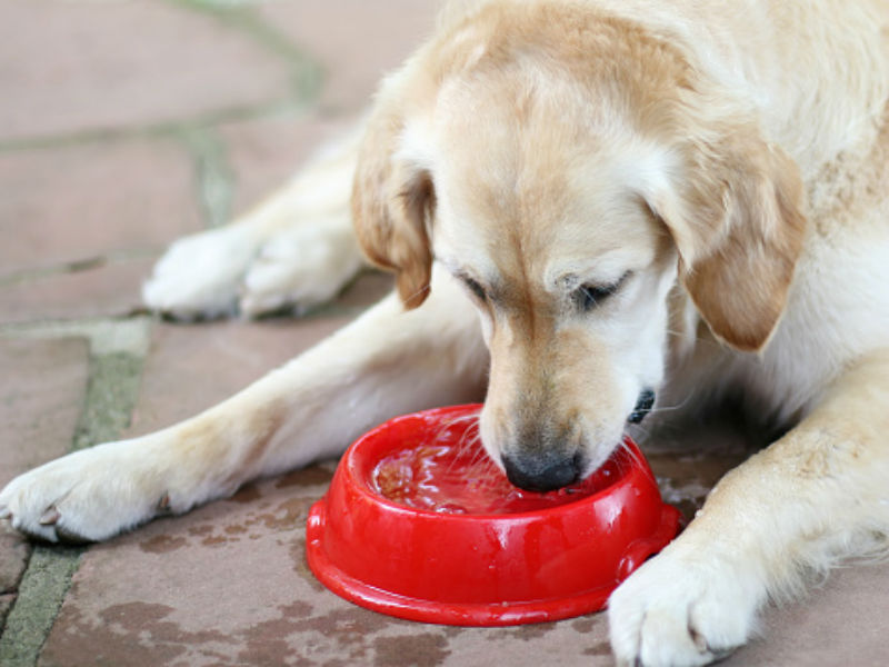 Are Ice Cubes Good for Dogs?
