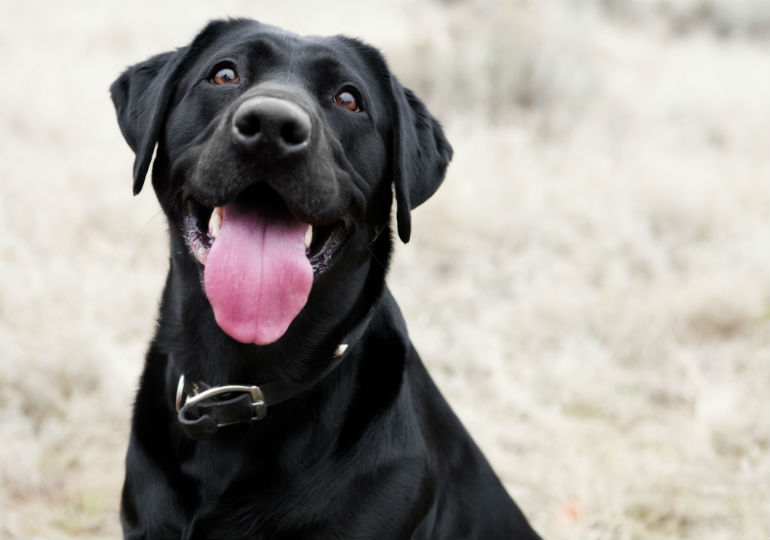 Can dogs taste store food