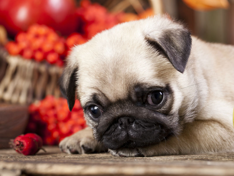 Can Dogs Eat Cranberries? – American 