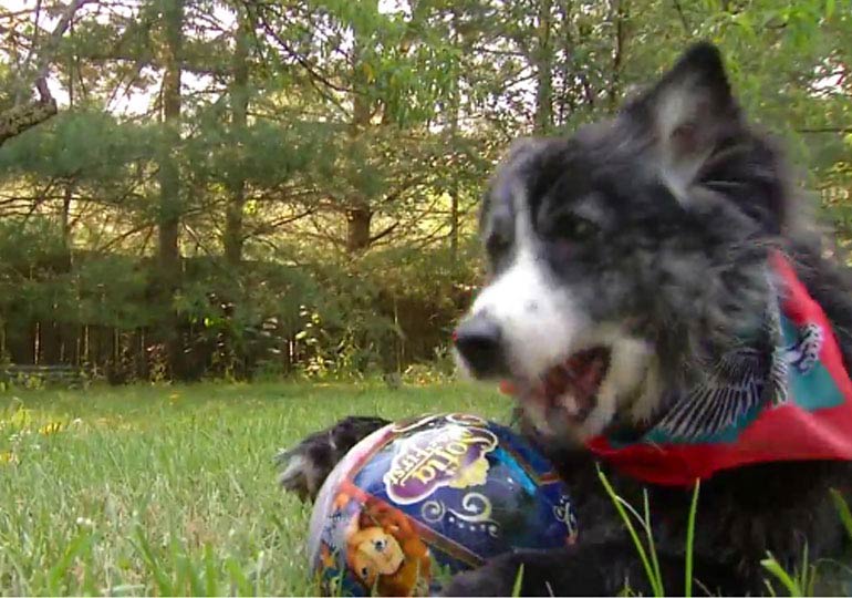 Pet Dog Detects Stage II Skin Cancer on Owner American Kennel Club