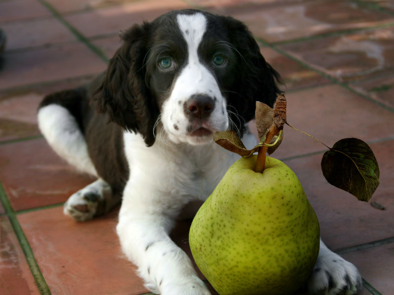 can puppies eat pears