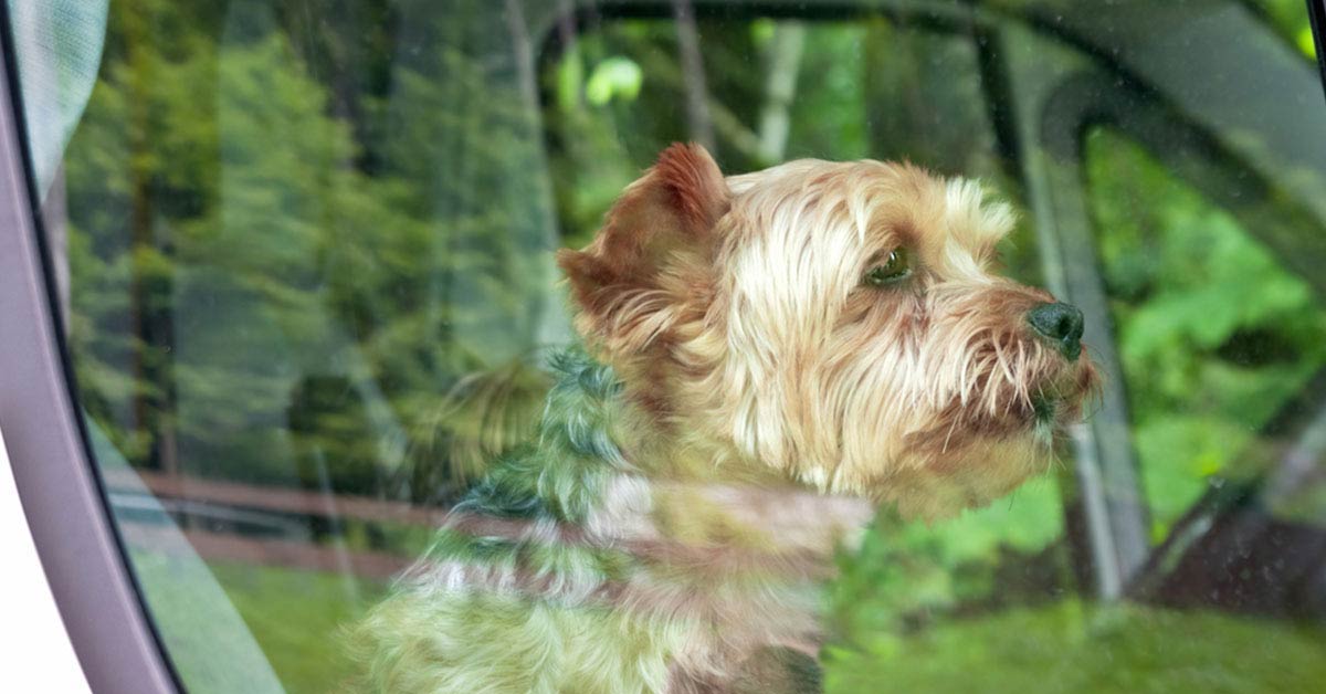 motion sickness medicine for dogs