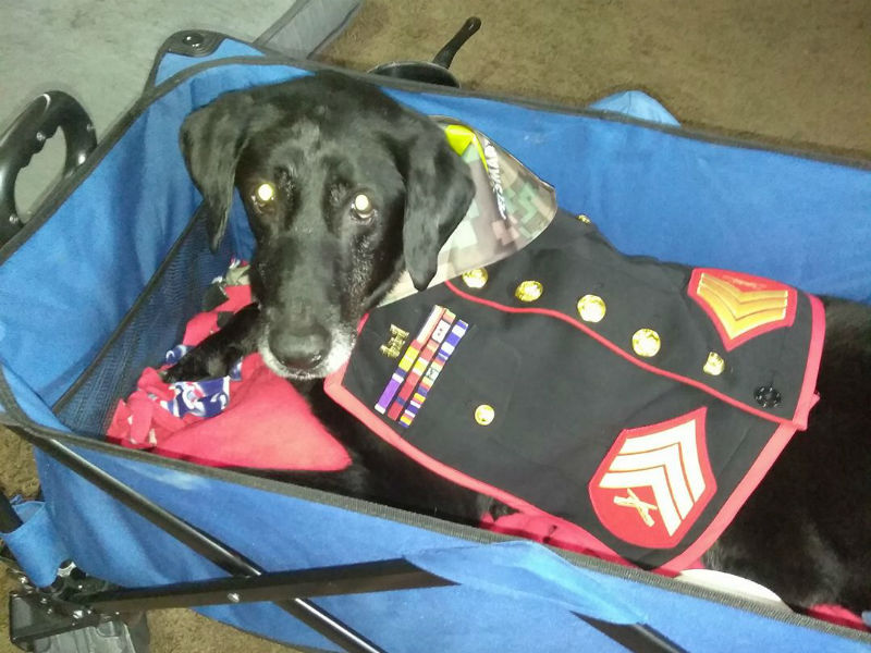 Marine and her bomb-sniffing dog honored - Deseret News