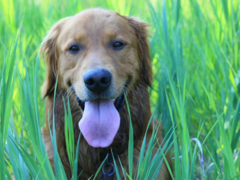 6 Places To Look For Ticks On Your Dog American Kennel Club,How To Grill Corn On The Cob In The Husk