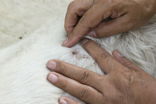 antibiotic for tick bite dog