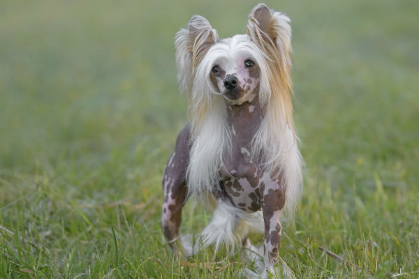 Small dogs with long hot sale haired