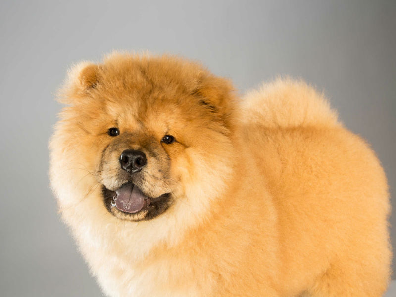 teddy bear dog chow chow