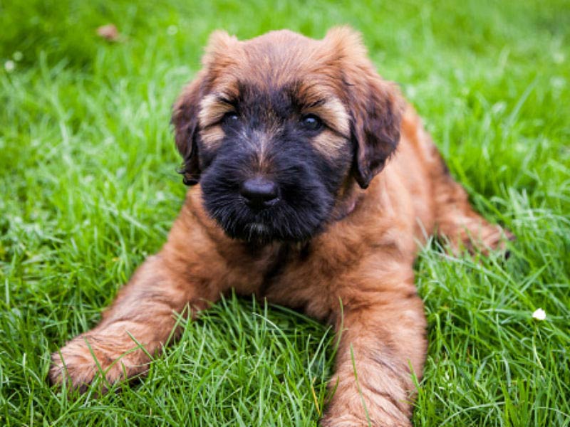 cutest full grown dog breeds