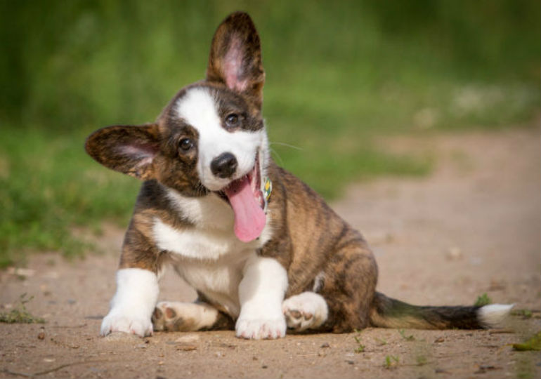 Small Dog Breeds With BIG Personalities 