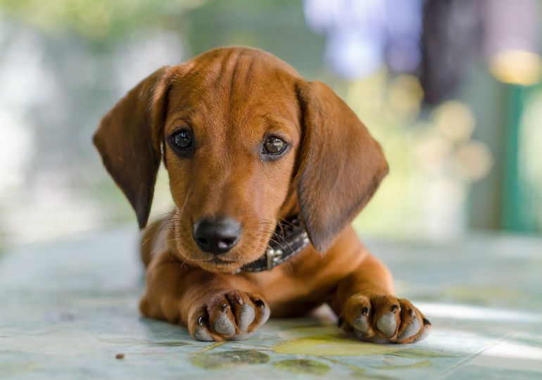 Things You Didn't Know About the Dachshund – American Kennel Club