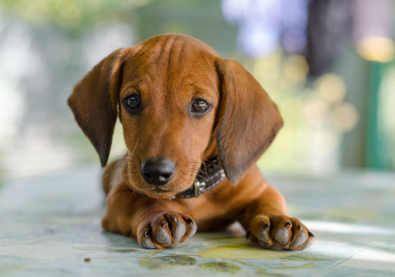 How long does a wiener dog live