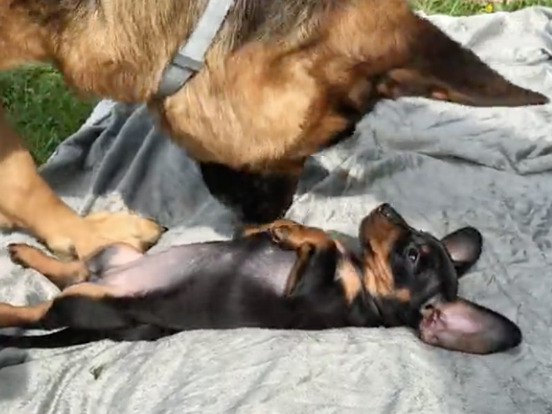 Dachshund Puppy Gets Kisses from German Shepherd BFF – American Kennel Club