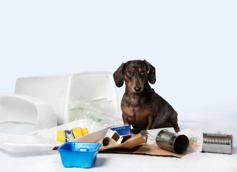 poisonous items for dogs