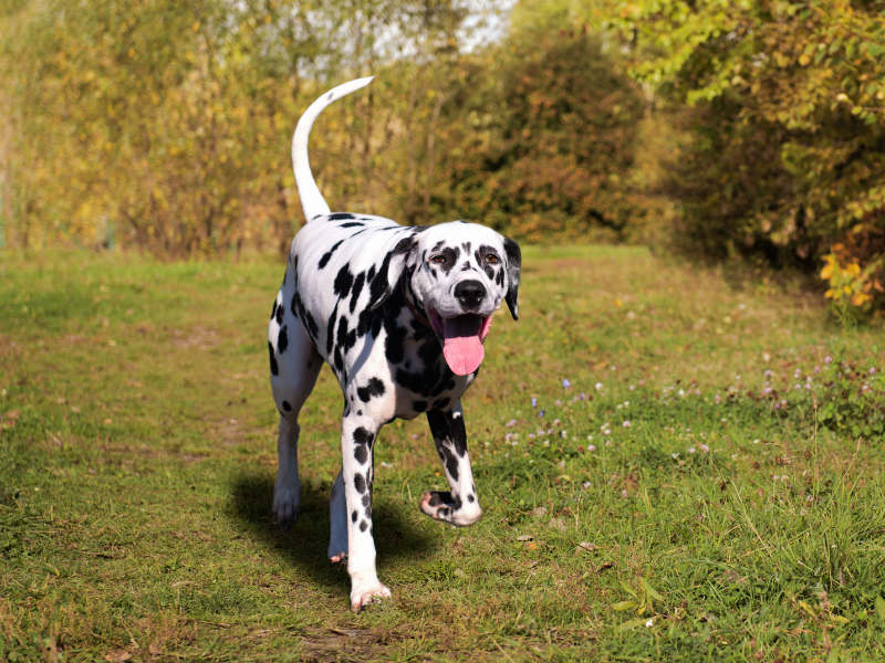 can dalmatians be hunting dogs?
