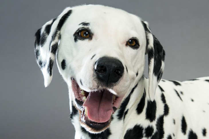 Dalmatian Dog Breed Information American Kennel Club