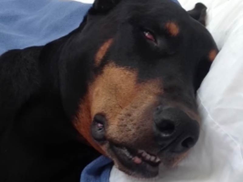 Silly Doberman Sleeps with His Eye Open – American Kennel Club