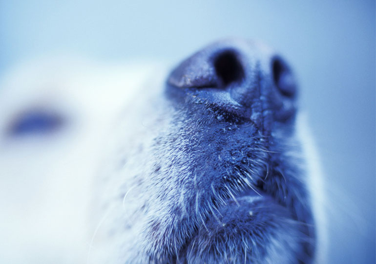 How to Unleash Your Dog's Super Sense of Smell – American Kennel Club