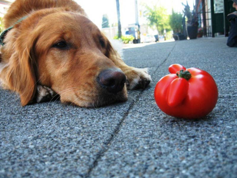 Image result for Can Dogs eat Tomatoes?