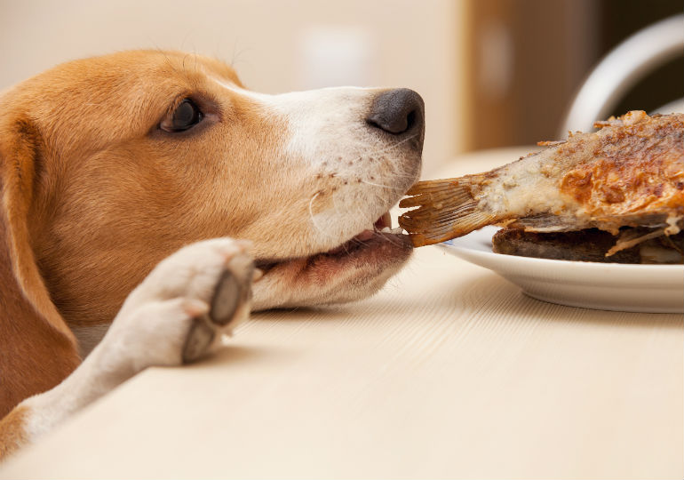 Can Dogs Eat Fish? – American Kennel Club