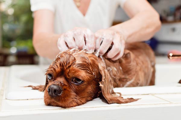 how do dogs get scabies