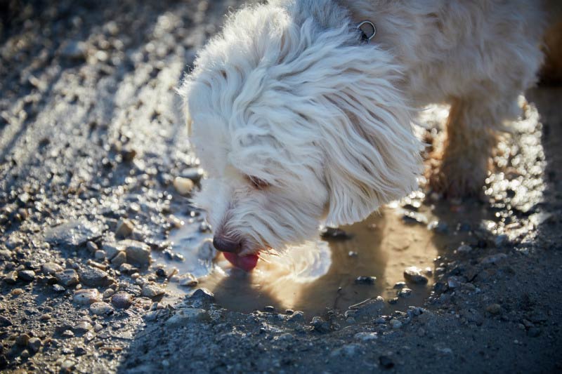 What Is Leptospirosis And Should You Be Concerned? American Kennel Club