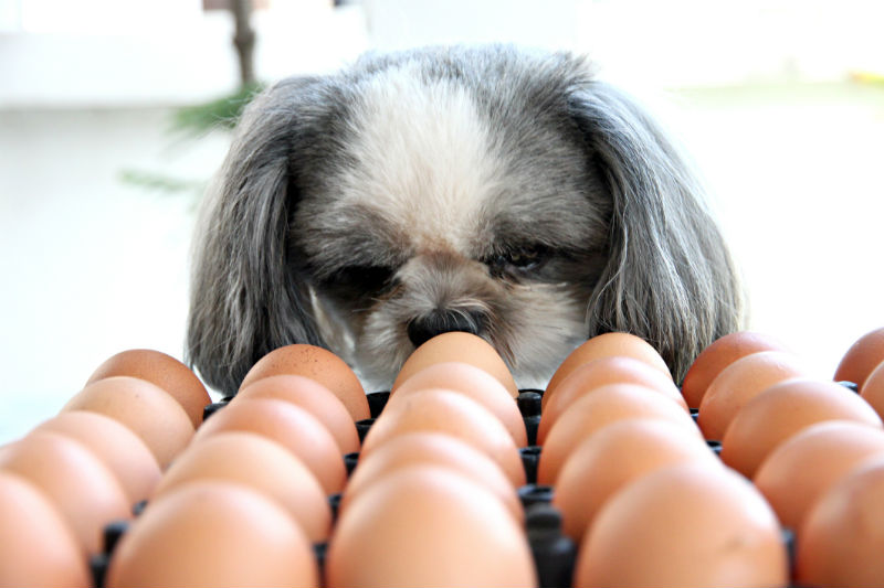 Can Dogs Eat Eggs? American Kennel Club