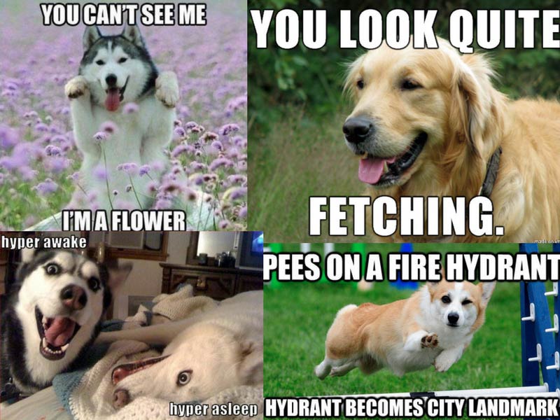 23 Hilarious Memes Perfect for Dog Lovers – American Kennel Club